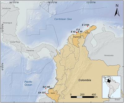 Callogorgia spp. and Their Brittle Stars: Recording Unknown Relationships in the Pacific Ocean and the Caribbean Sea